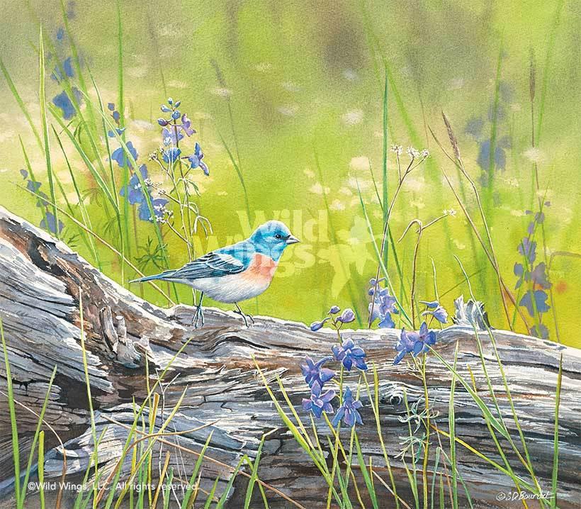 bird-art-print-mountain-meadow-lazuli-bunting-by-susan-bourdet-1085553036d_5a80b133-62ef-474f-8798-41d2efa3dc69.jpg