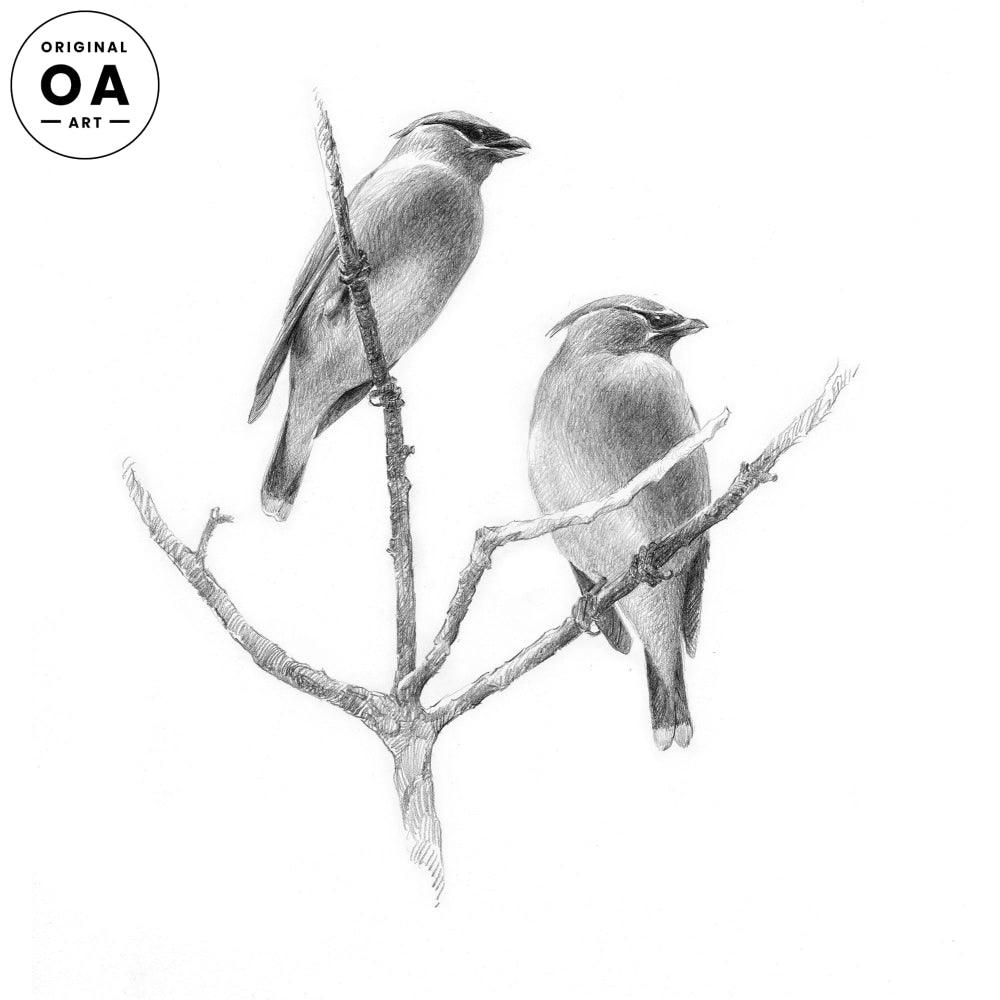 Cedar Waxwings Original Pencil Drawing - Wild Wings