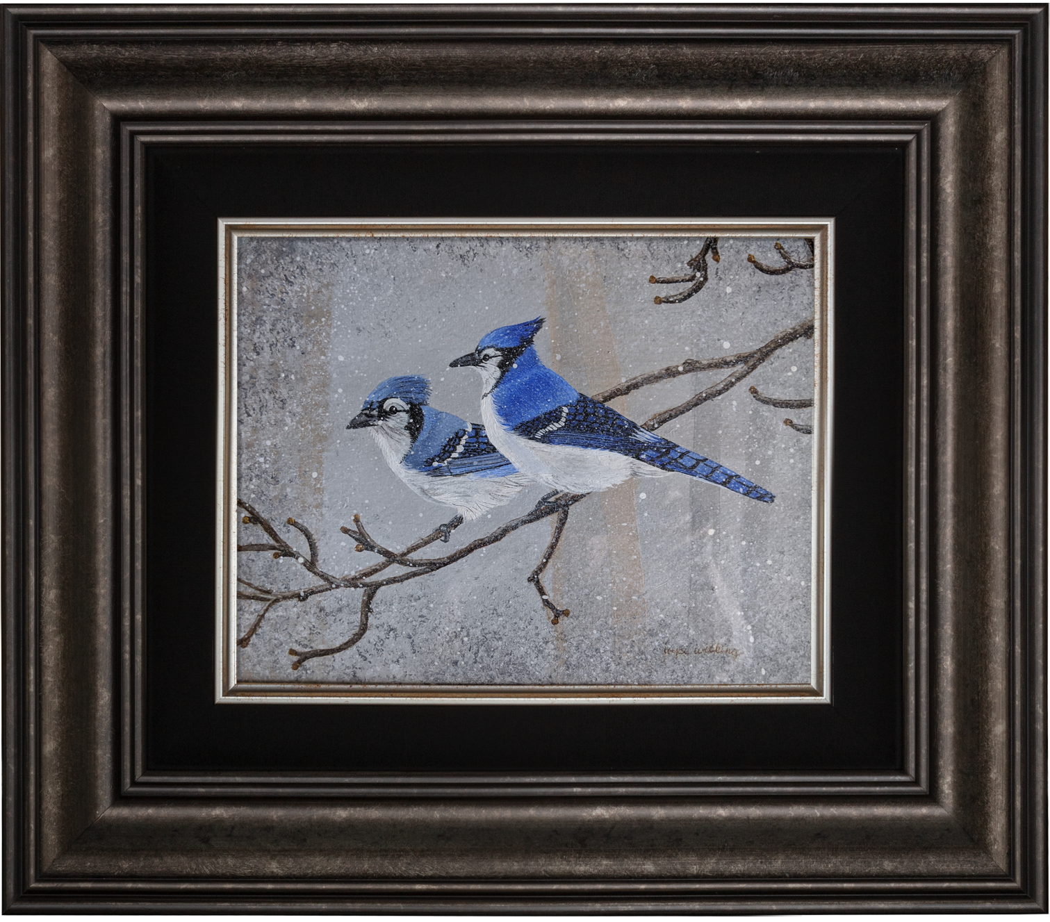 Bird 42 – Blue Jay – Bird of the Week