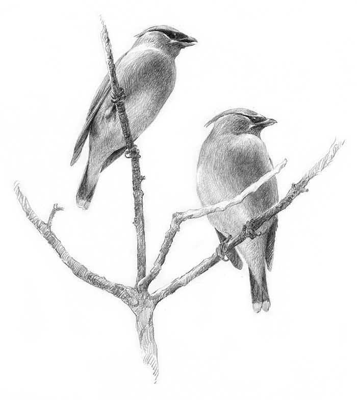 Cedar Waxwings Original Pencil Drawing - Wild Wings