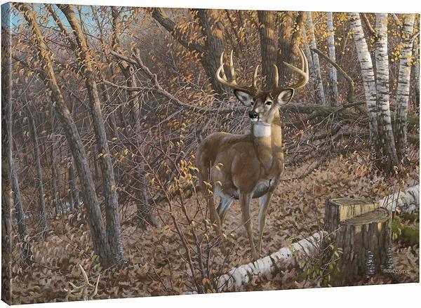 October Bliss - Framed Whitetail Deer Art Print