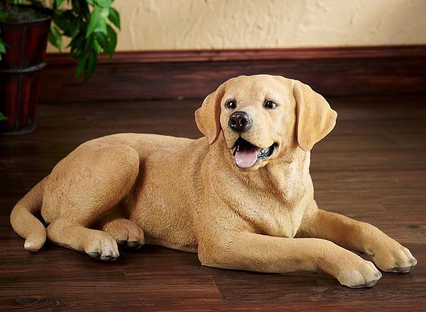 Yellow lab discount laying down