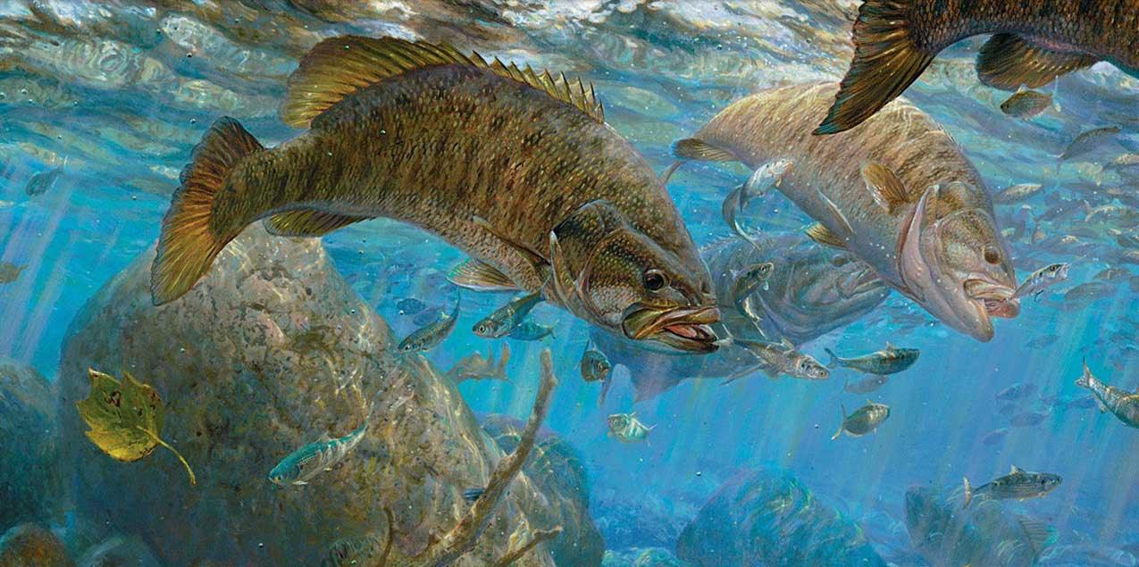Fishing Art For Anglers - Wild Wings