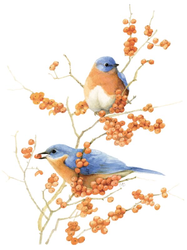 Feasting Bluebirds by Marjolein Bastin