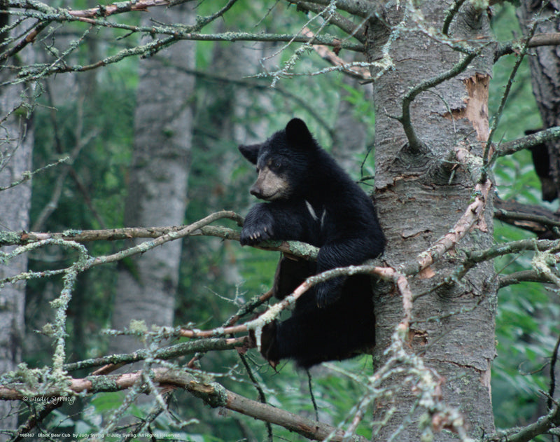 Black Bear Cub