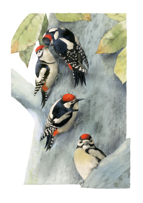 Family of Spotted Woodpeckers by Marjolein Bastin