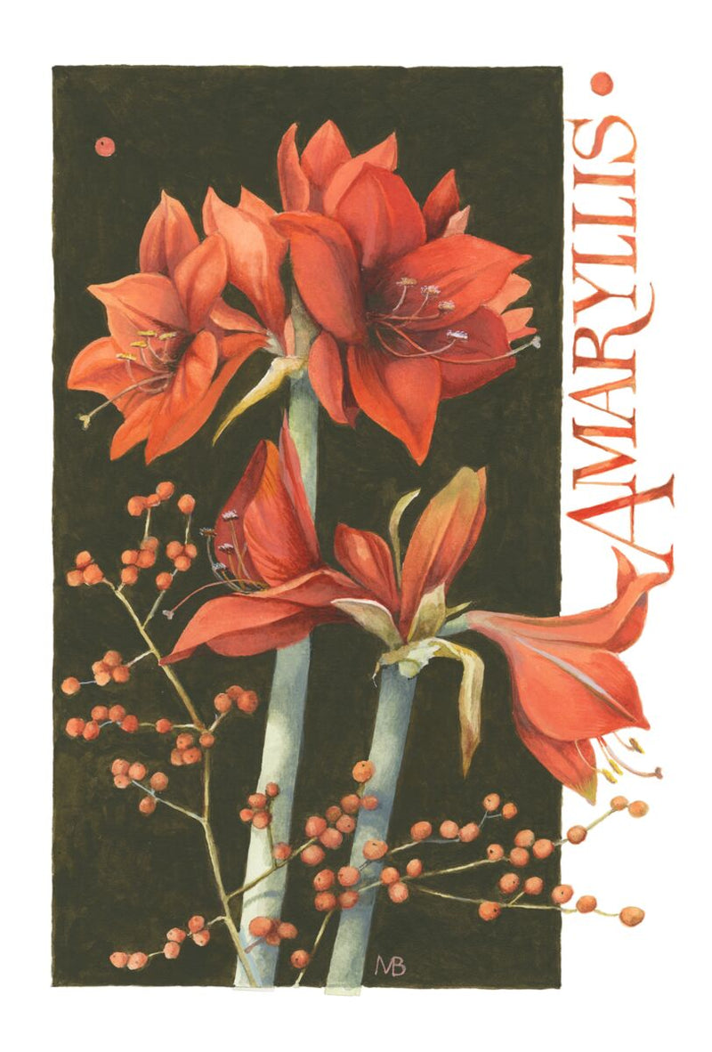 Amaryllis