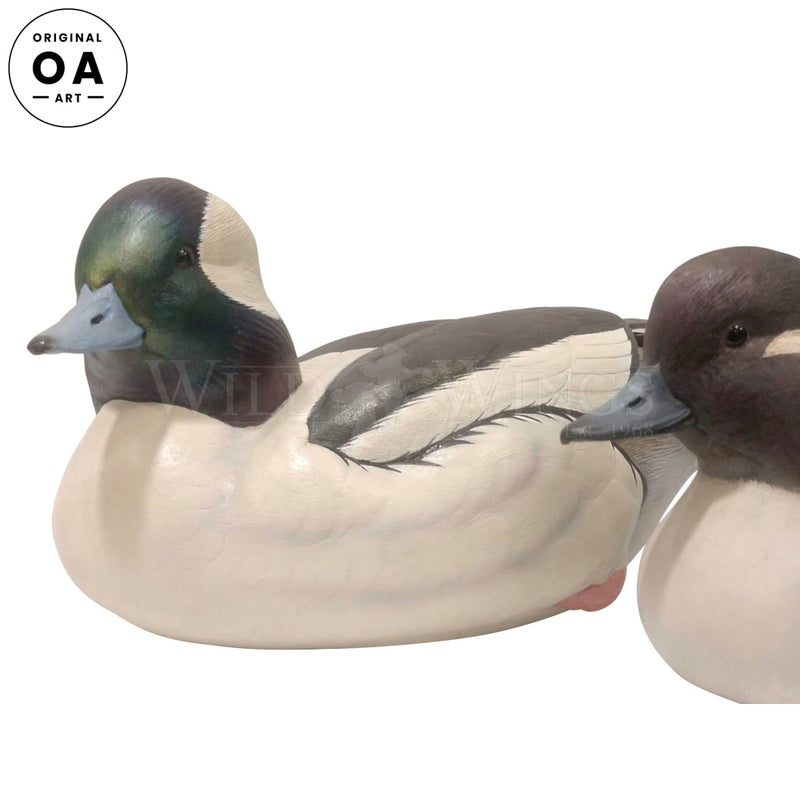 Bufflehead Drake by Sam & Lily Nottleman