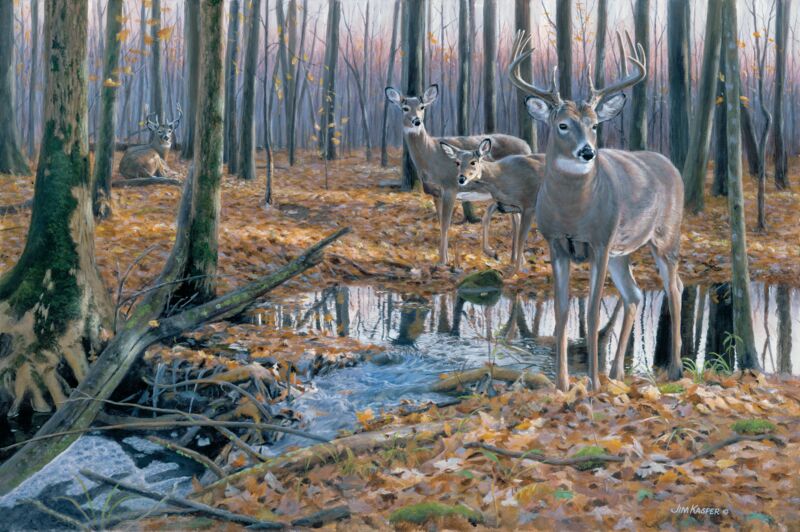 After the Rain—Whitetail Deer by Jim Kasper