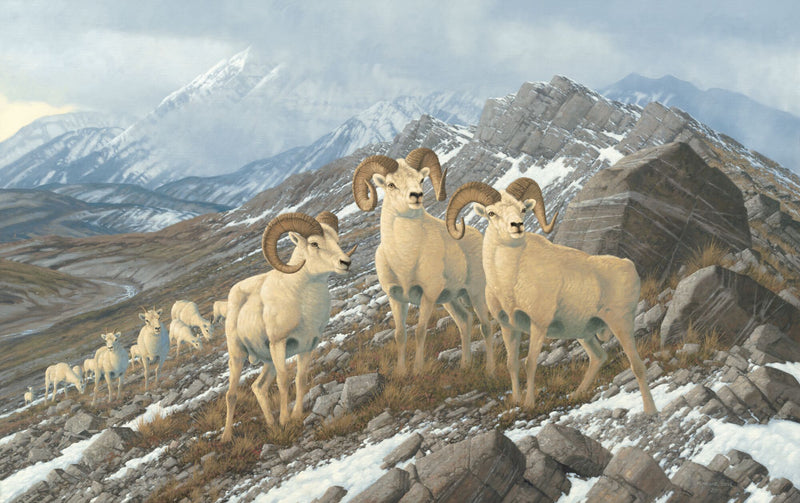 Alpine Kings—Dall Sheep