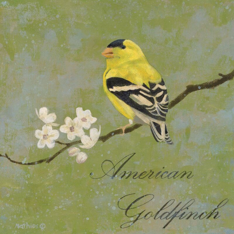 American Goldfinch by Peter Mathios