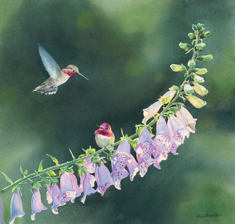 Anna's Hummingbird in Foxglove by Susan Bourdet