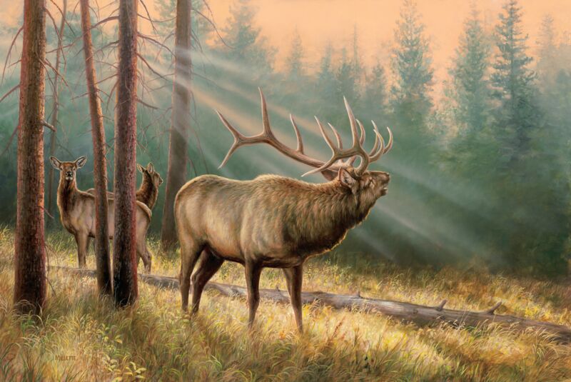 Answering the Call—Elk by Rosemary Millette