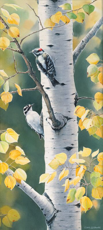 Autumn Afternoon - Downy Woodpecker by Susan Bourdet