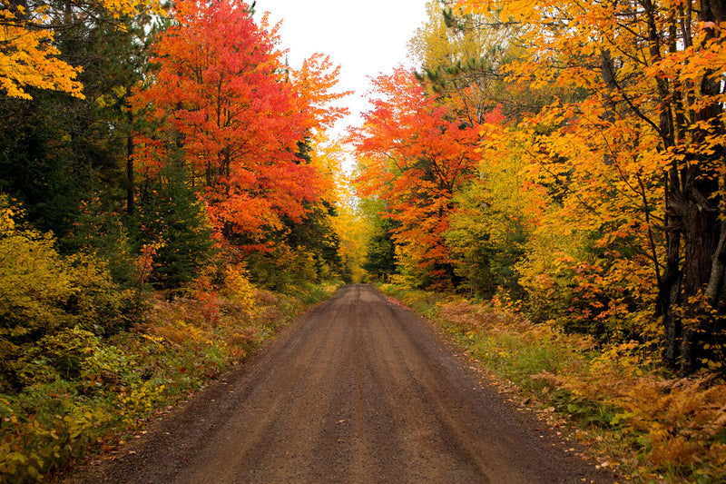 Autumn Bliss