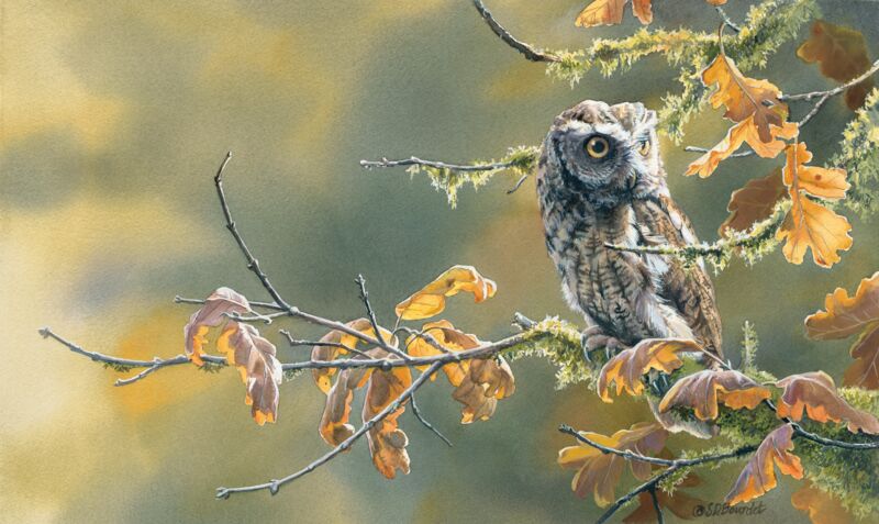 Autumn Oak—Screech Owl by Susan Bourdet