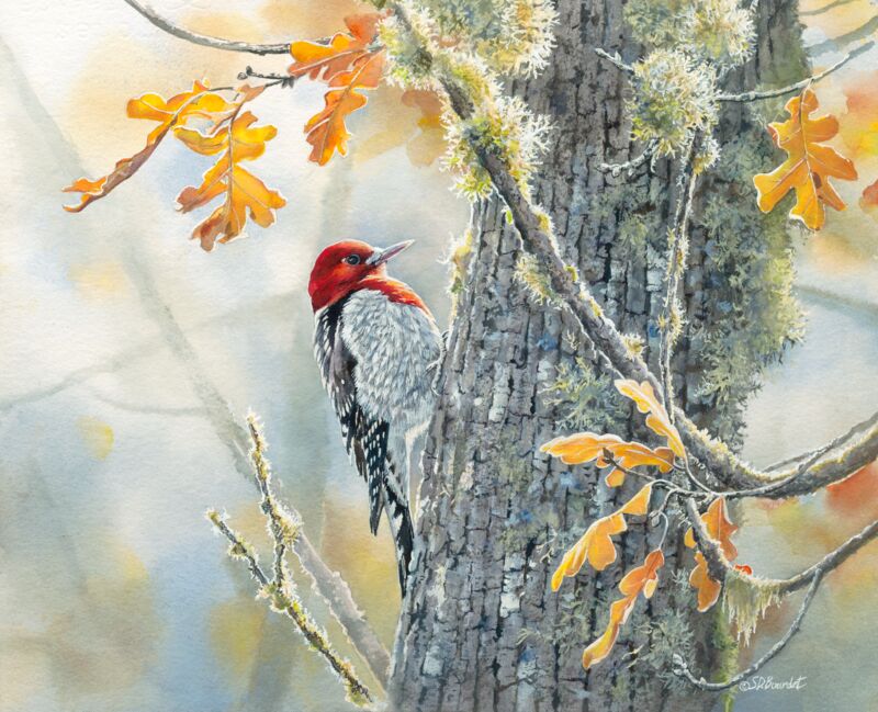 Autumn Sun - Red - Breasted Sapsucker by Susan Bourdet