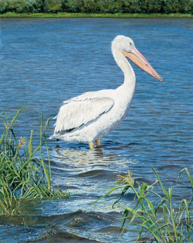 Backwater—Pelican by Rollie Brandt