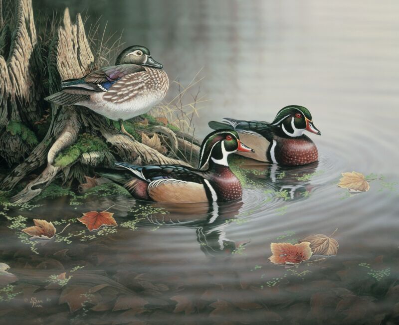 Backwater Wood Ducks by Sam Timm