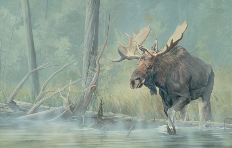 Backwaters—Moose by Larry Beckstein