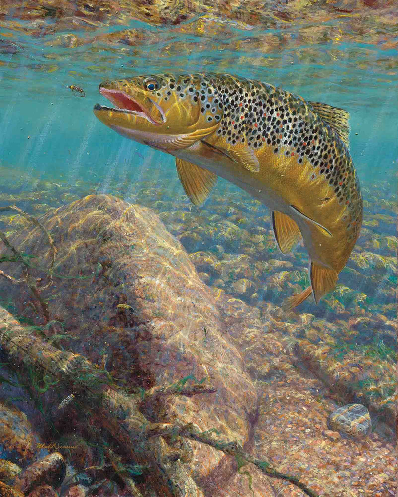 Bad Decision-Brown Trout