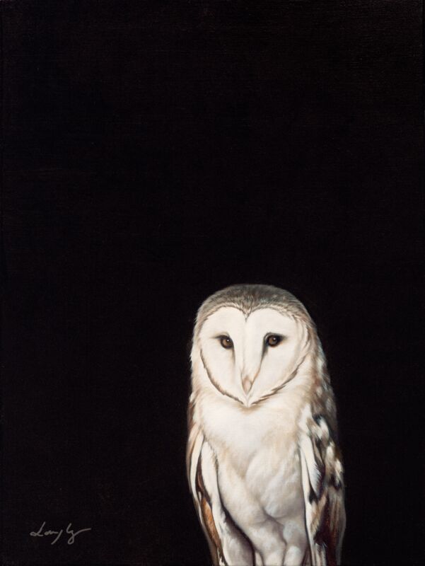 Barn Owl