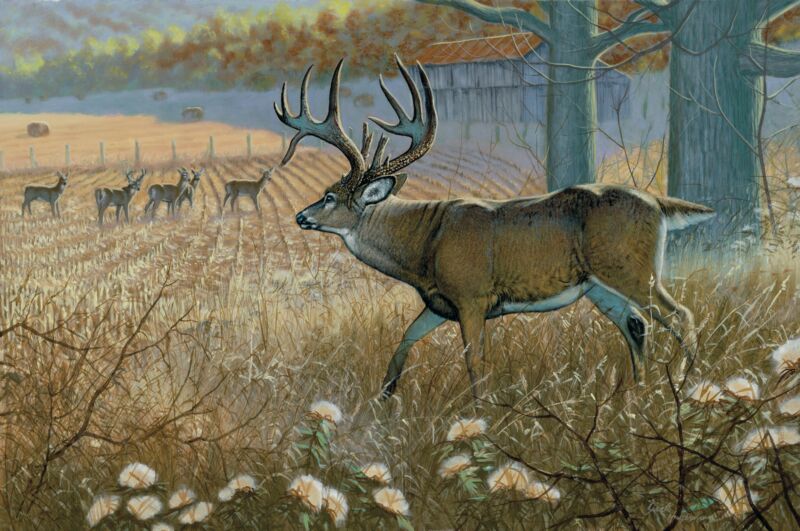 Battle Field-Whitetail Deer