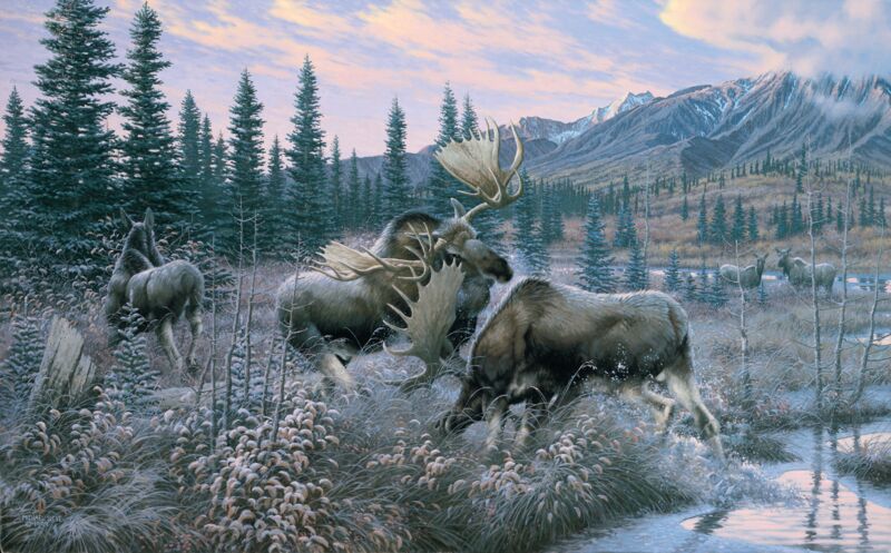 Battling Bulls - Moose by Michael Sieve