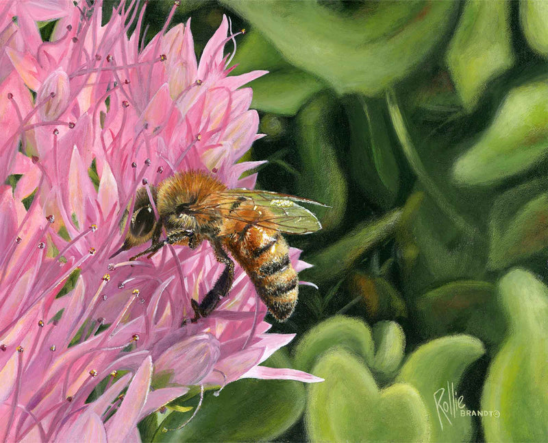 Bee Happy—Honeybee