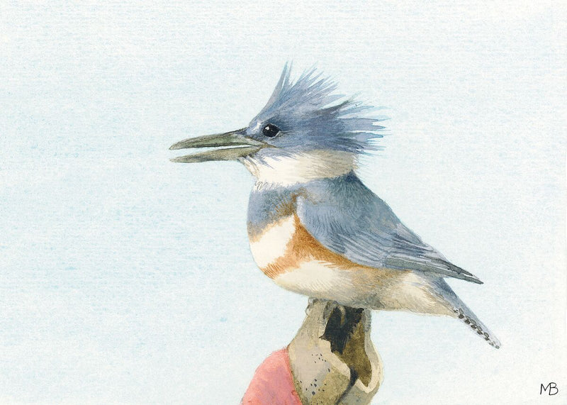 Belted Kingfisher