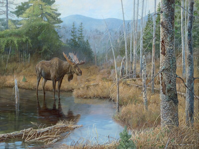 Big Boy—Moose by Susan Knowles-Jordan