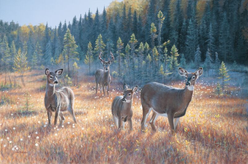 Bog Trek—Whitetail Deer by Jim Kasper