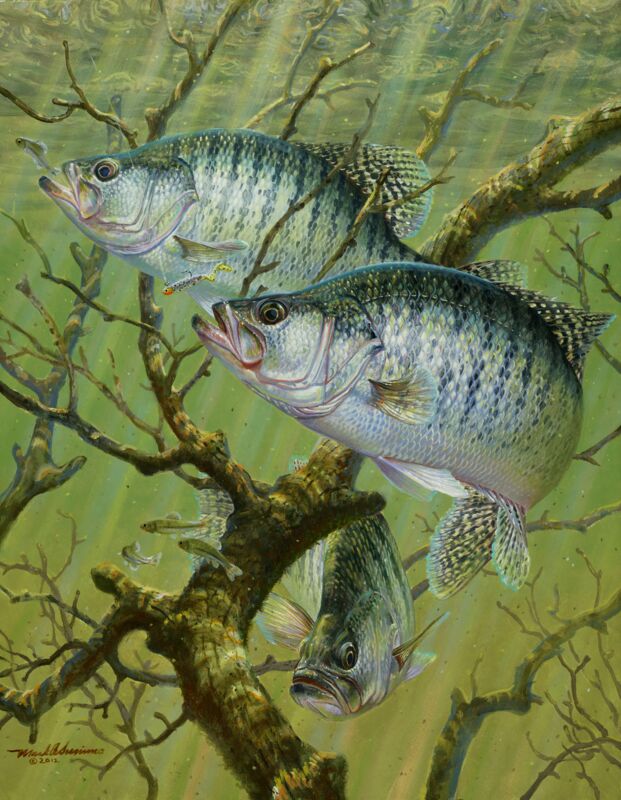 Brush Bite—White Crappie by Mark A Susinno