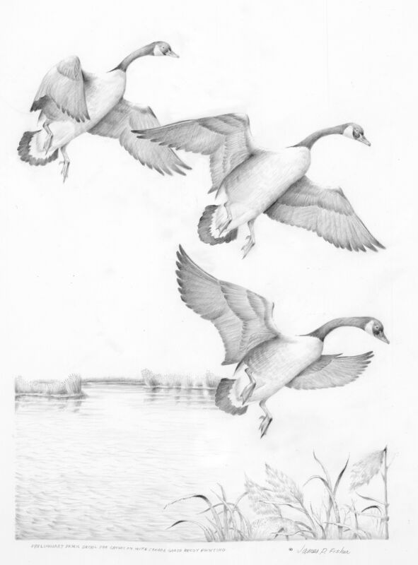 Canada Geese Pencil by James Fischer