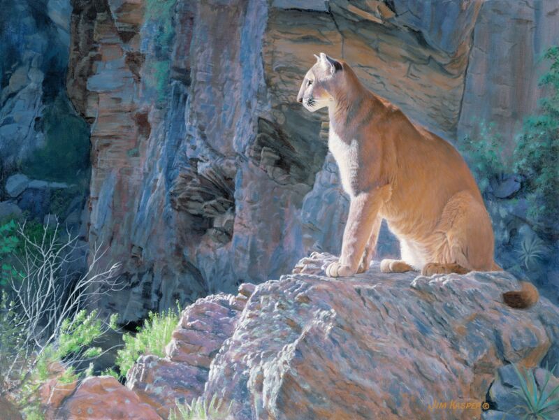 Canyon Glow—Cougar