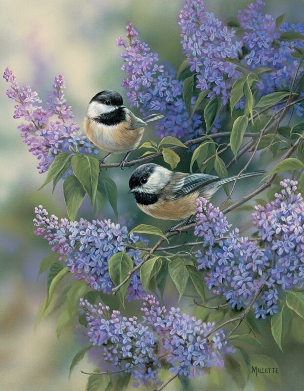 Chickadees & Lilacs