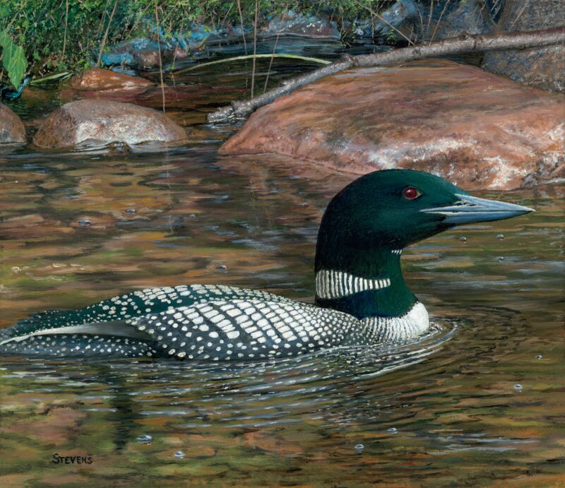 Clearwater Legacy—Loon by Gene Stevens