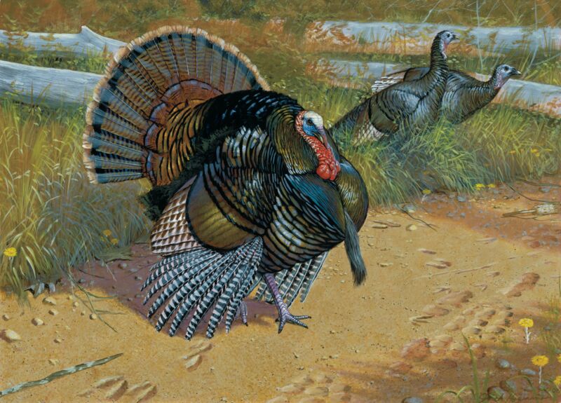 Crossing Paths—Turkeys by Jack Hagerman