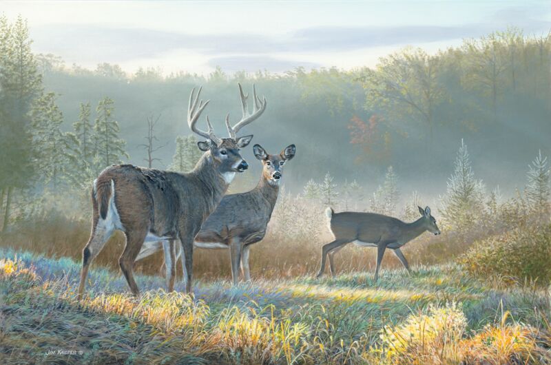 Deer Dreaming—Whitetail Deer by Jim Kasper