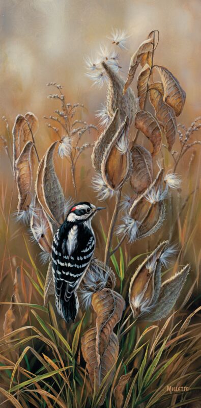 Downy Woodpecker with Milkweed by Rosemary Millette