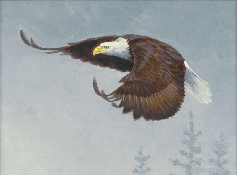 Eagle in Flight by Buzz Balzer