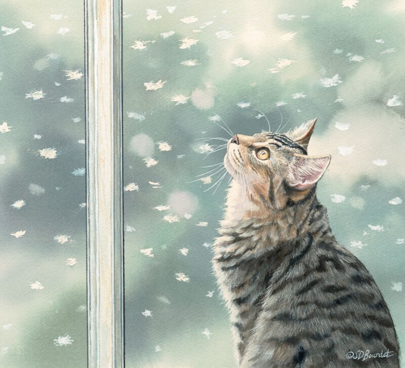 First Snowfall - Cat by Susan Bourdet