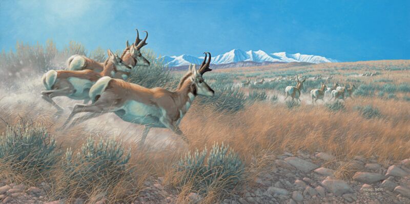 Flat Out—Pronghorns by Michael Sieve