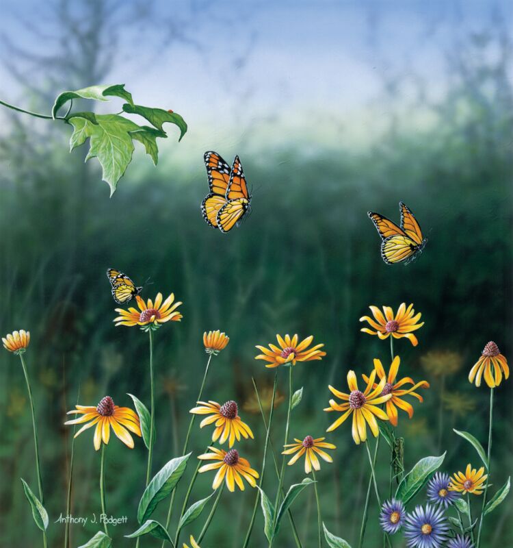 Flight of a Monarch Butterfly by Anthony Padgett