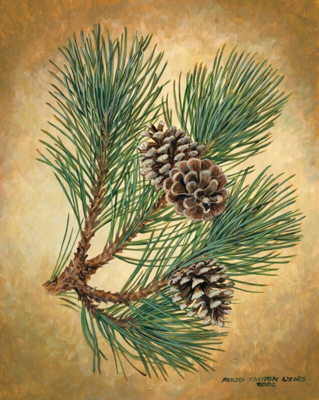 Fruits of the Red Pine by Persis Clayton Weirs