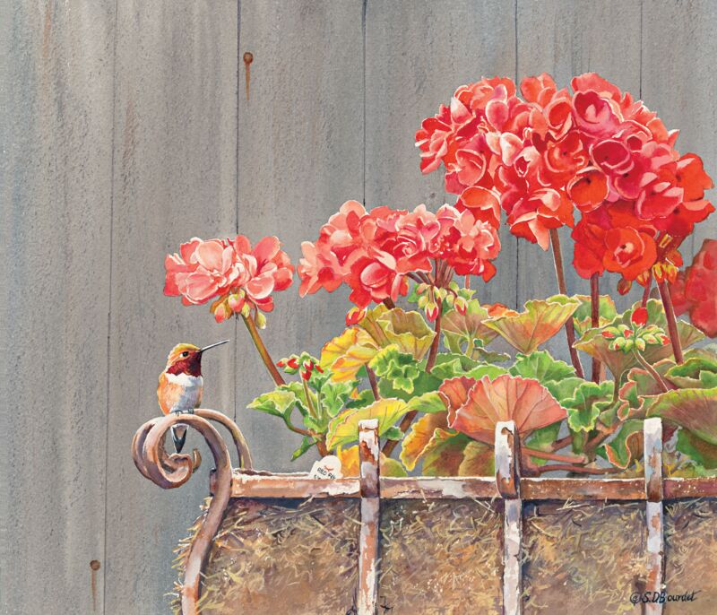 Geranium Basket by Susan Bourdet