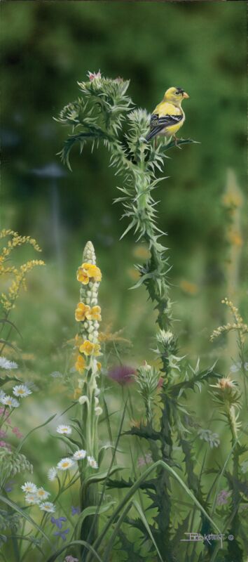 Goldfinch and Wildflowers by Larry Beckstein