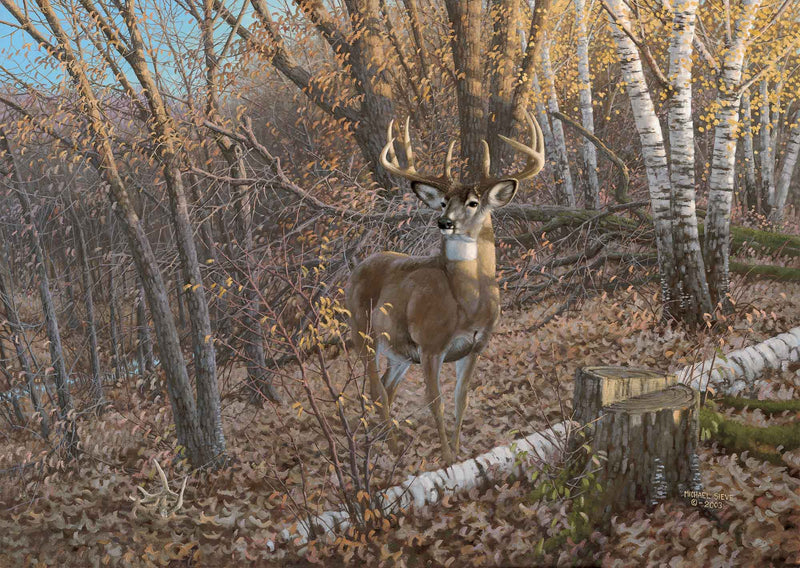 Great Eight—Whitetail Deer