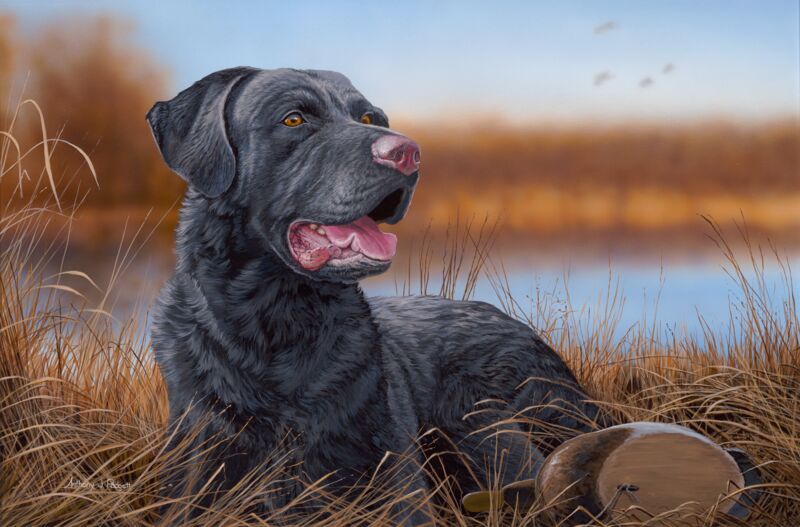 Great Expectations—Black Lab by Anthony Padgett