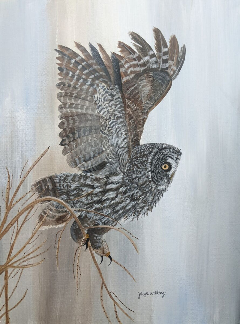 Great Gray Owl Takes Flight